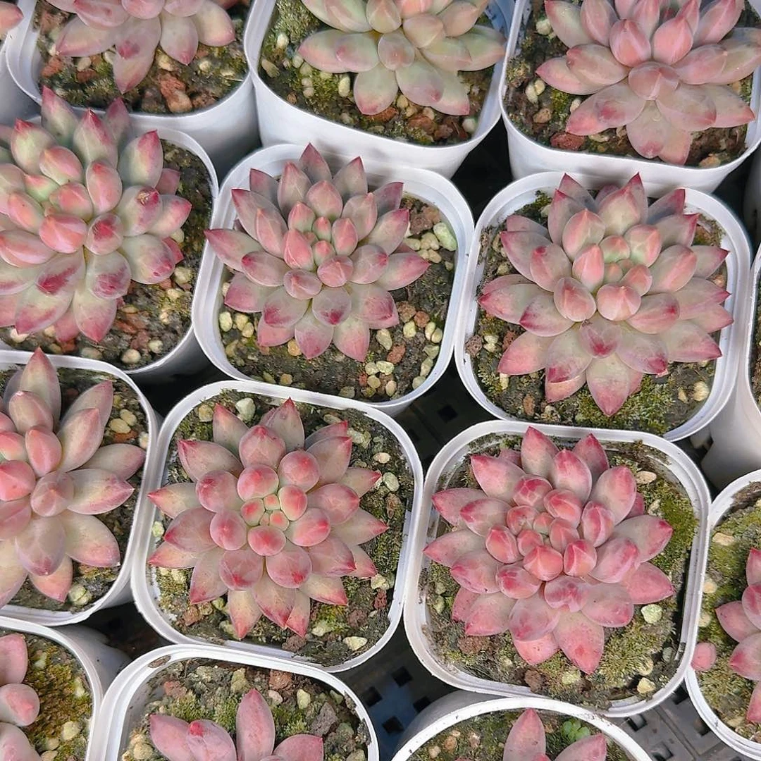 多肉植物的生长发育与