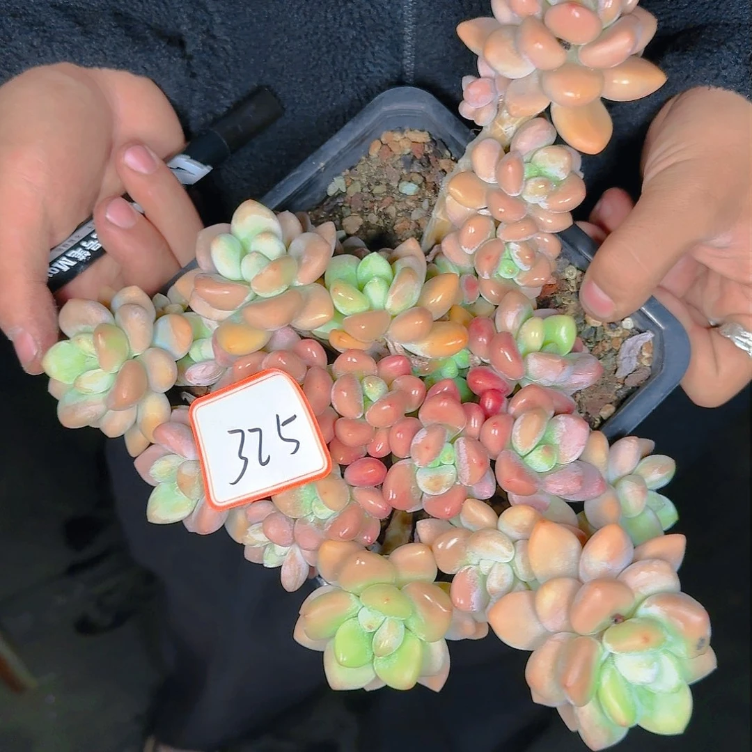 多肉植物的生长发育与