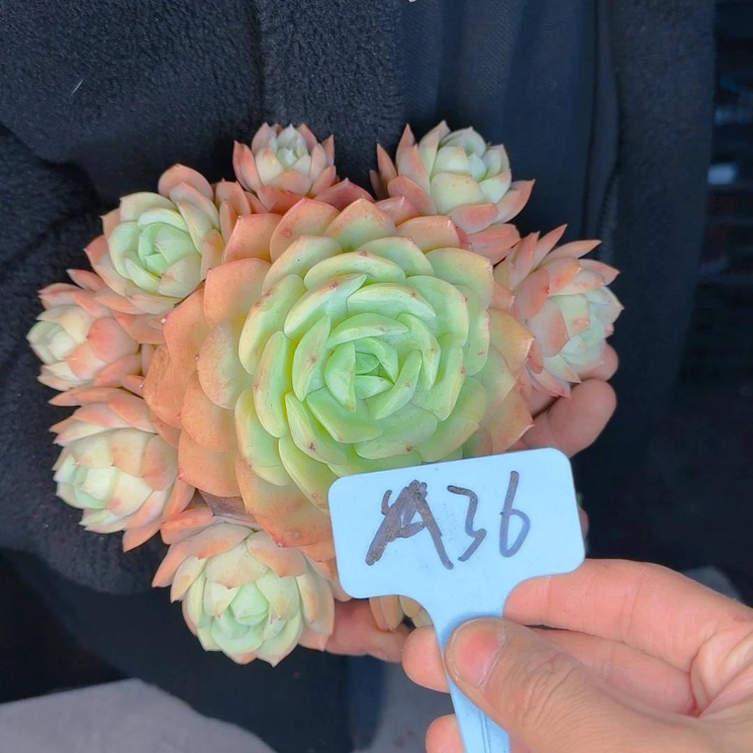 多肉植物等植物资源丰富