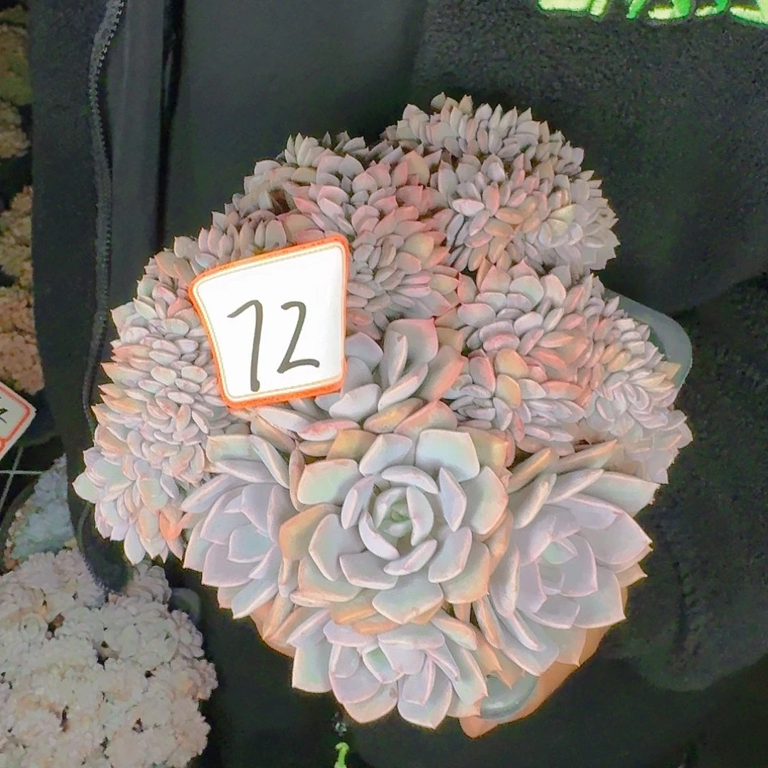 詠****＠多肉植物的生长发育