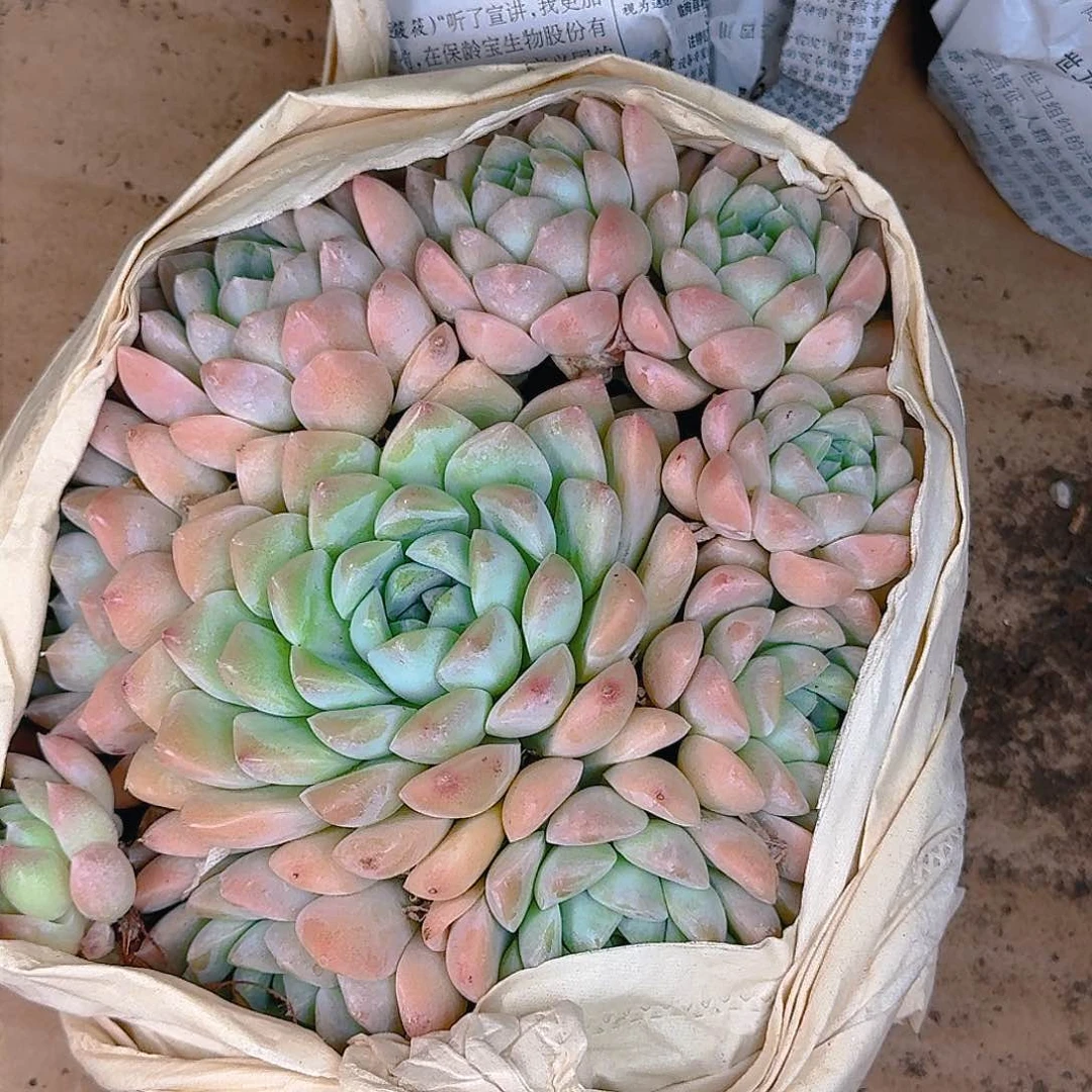 多肉植物的生长发育
