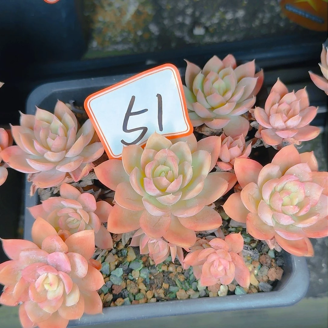 多肉植物的生长发育与