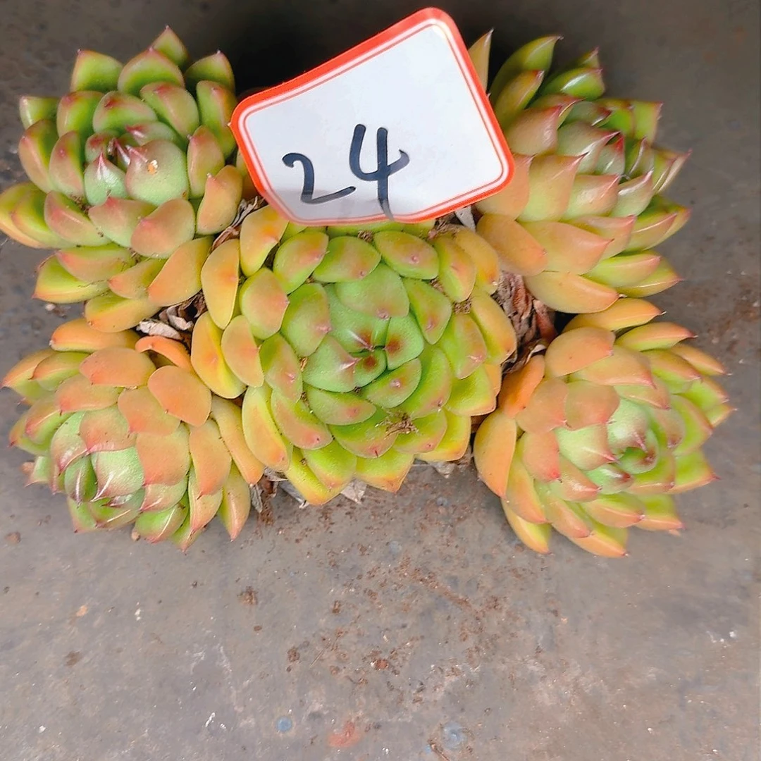 多肉植物的生长发育与