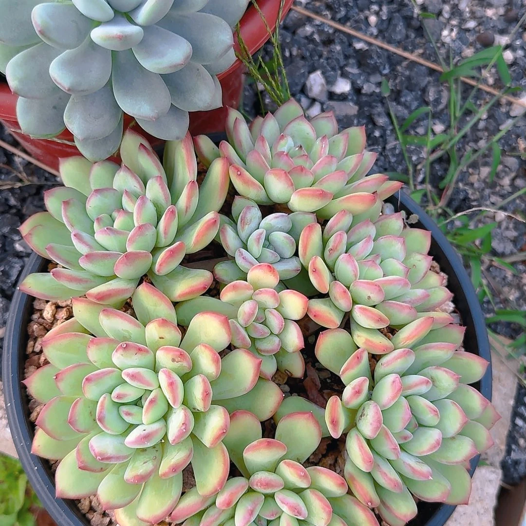 沙**瑰多肉植物等植物资源