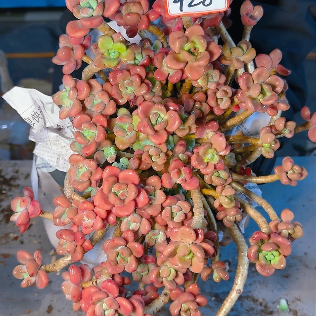 多肉植物的生长发育与生长