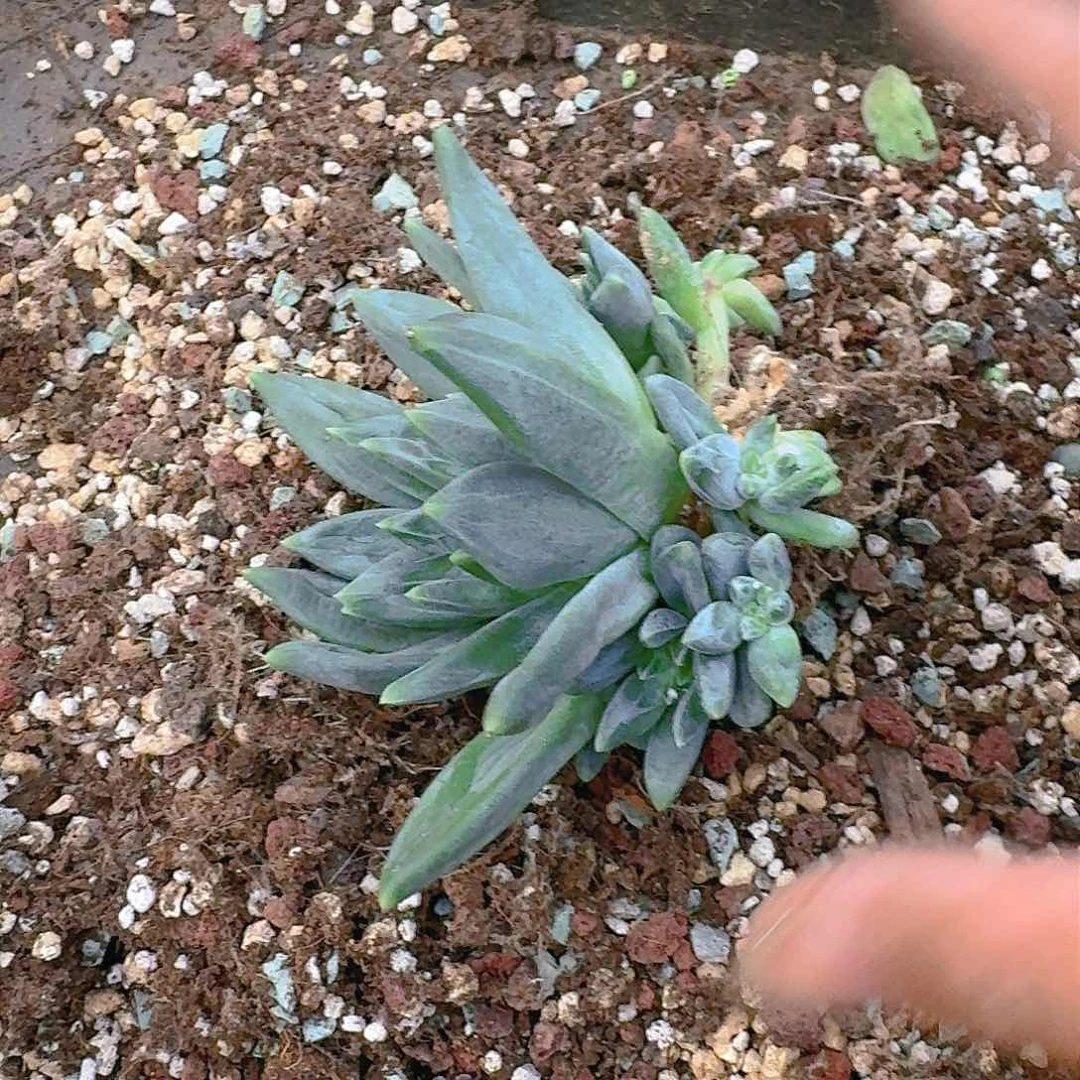 珈*多肉植物的生长发育