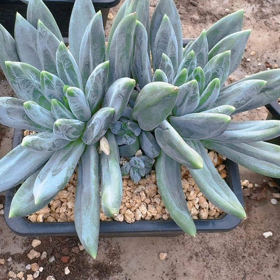 珈*多肉植物等植物资源