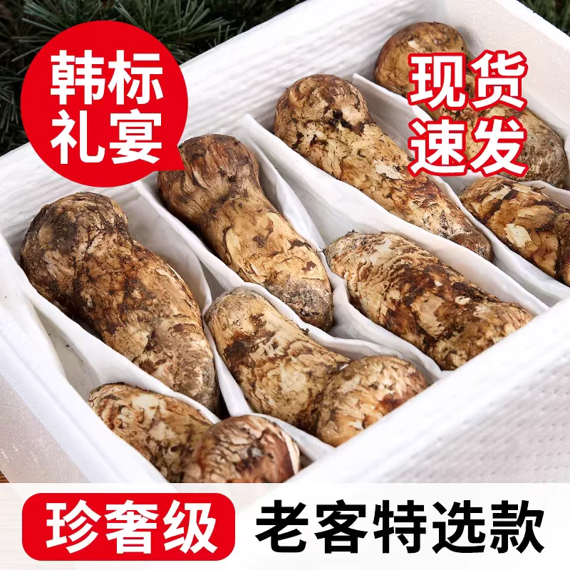 2025新鲜松茸雅江松茸云南高海拔采摘精品食用菌特级冷链空运新鲜