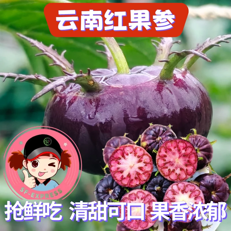 【新年助农】新鲜红果参算盘果125g/盒现摘果（顺丰包邮）