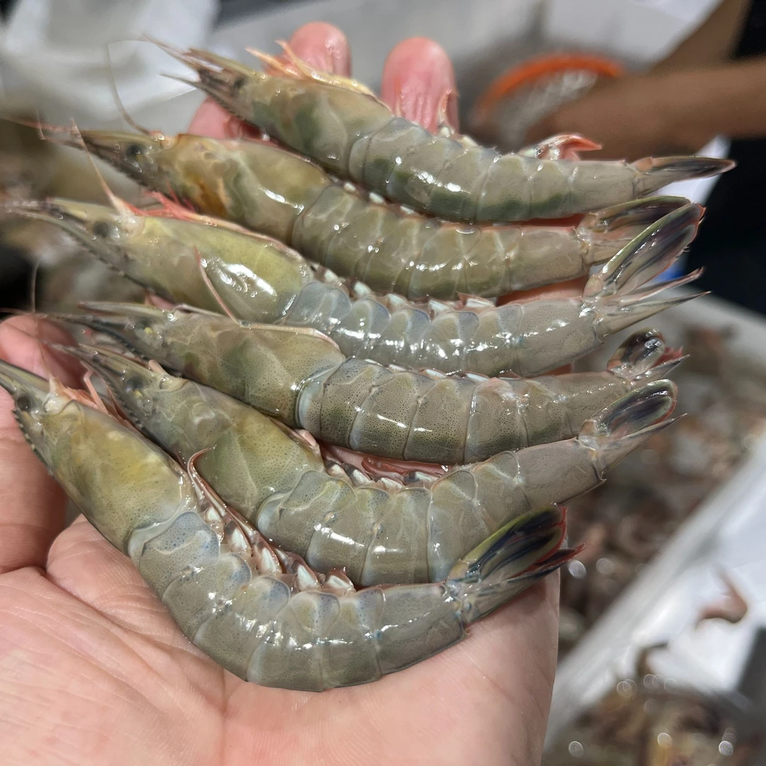 舟山本港野生滑皮虾，条虾