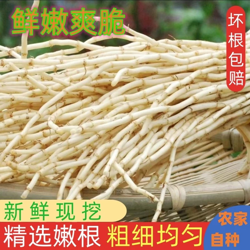 放心买包邮品质农家新鲜鱼腥草脆嫩折耳根自然健康绿色营养蔬菜