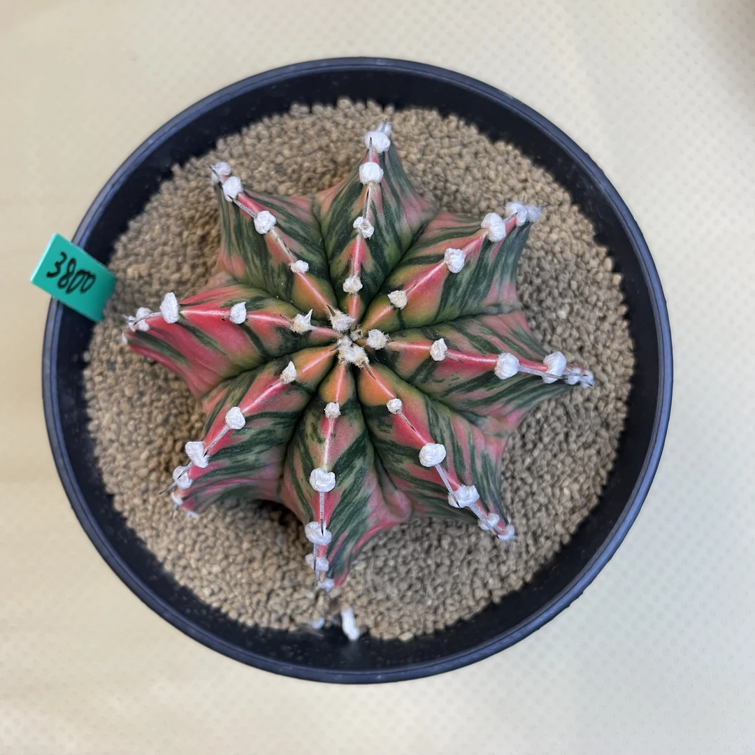 泰国进口米哈仙人球