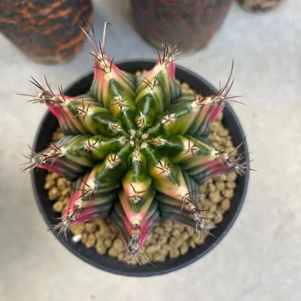 泰国进口米哈仙人球