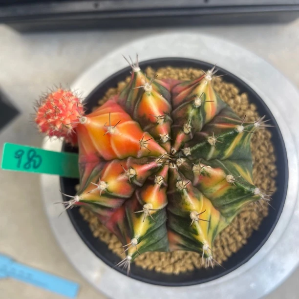 泰国进口仙人球。