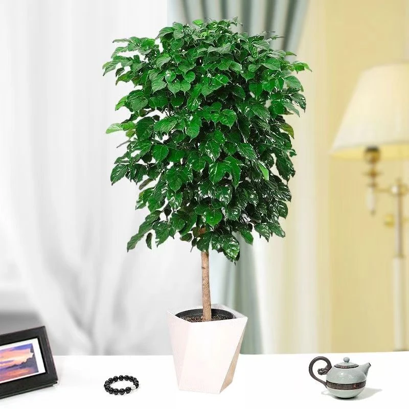 幸福树客厅大盆栽四季常青新家吸甲醛净化空气好养大绿植绿宝植物