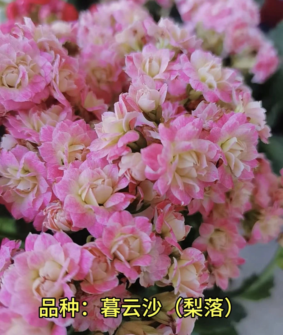 暮云沙(梨落)一代独杆 110原盆原土