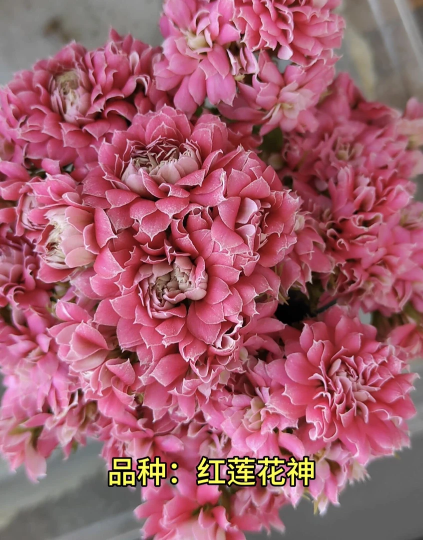 红莲花神 一代独杆 110原盆原土