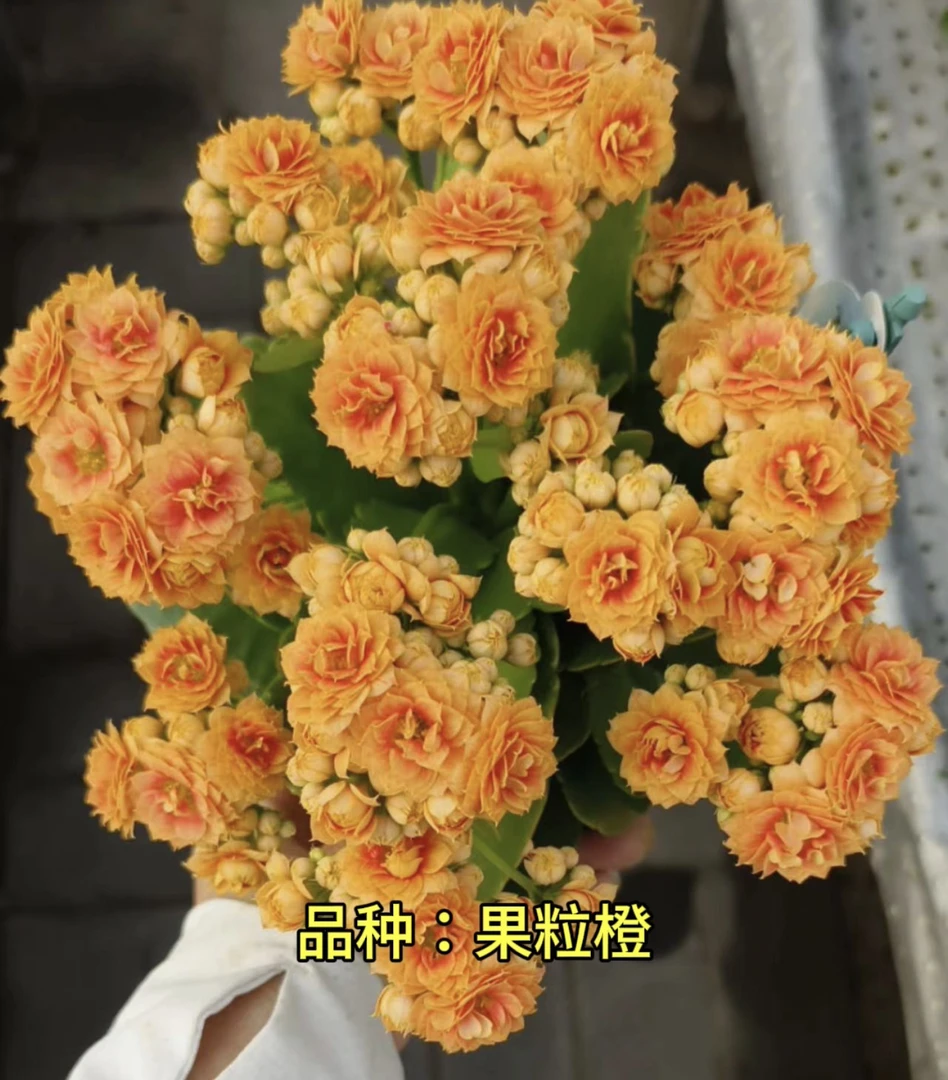 果粒橙 开花版本 100盆 北京昊景 处理苗