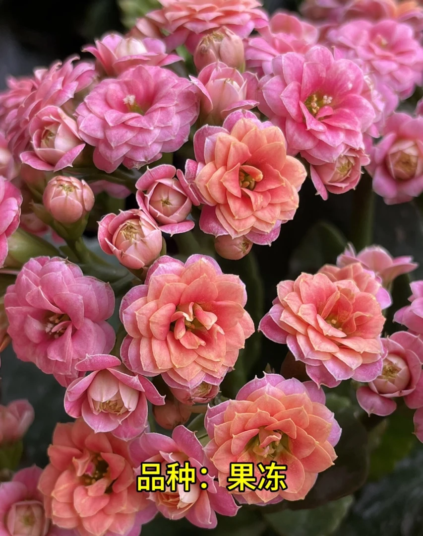 果冻 130盆 北京昊景 盆栽