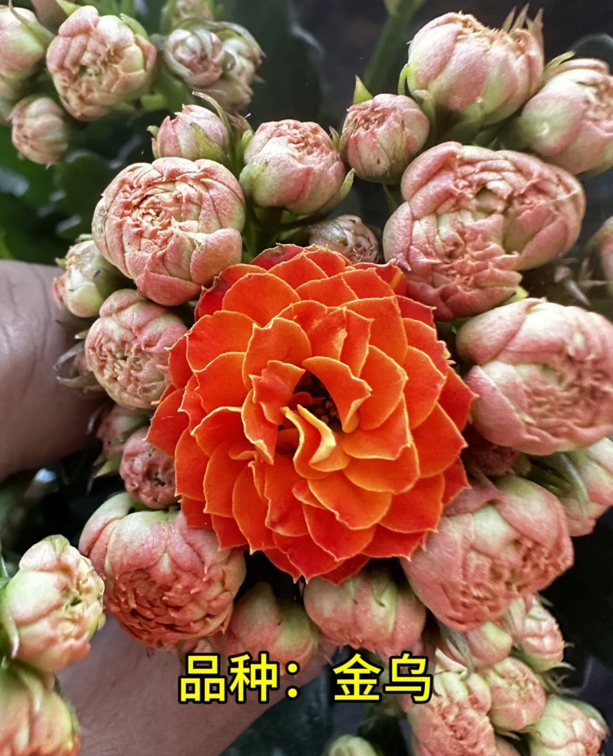 金乌 一代独杆 110原盆原土