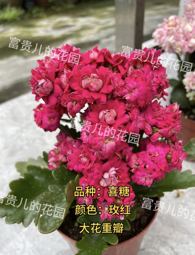 喜糖 130盆（北京昊景）