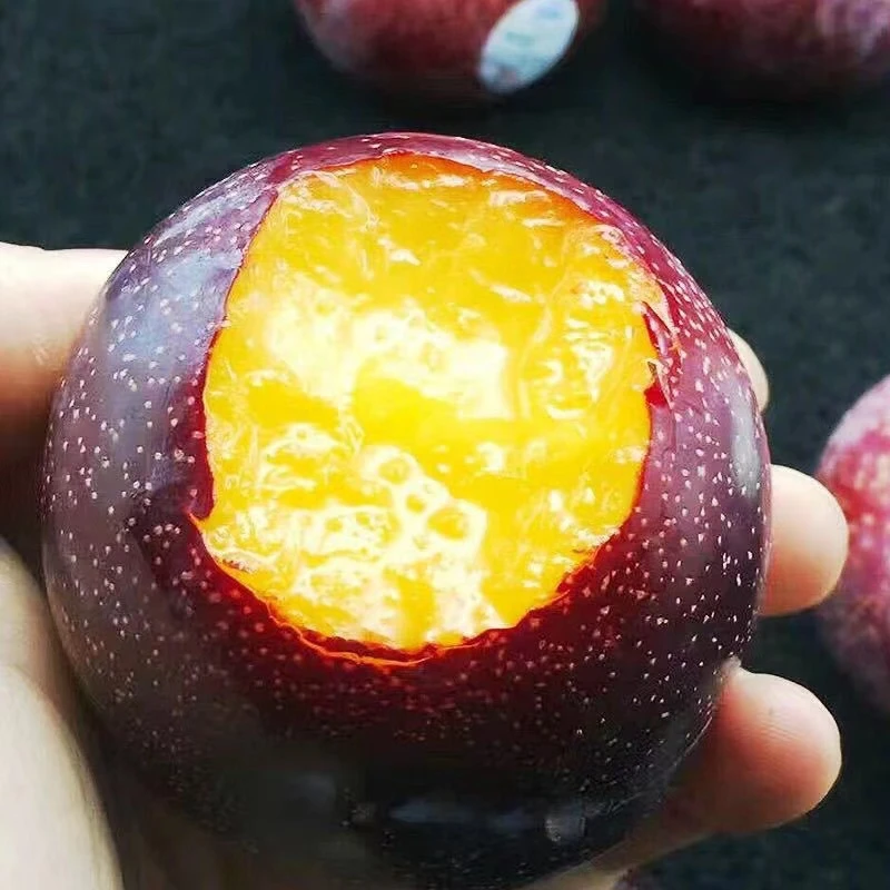 当季水果脱骨李子李子新鲜李子酸甜黑布朗产地直发