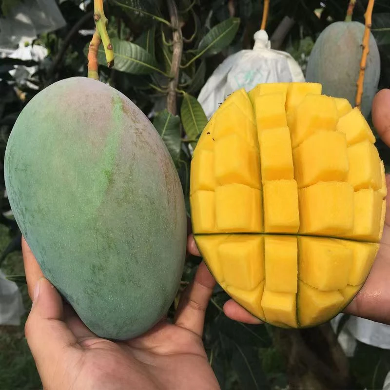 【坏果包赔】2攀枝花青皮凯特芒果香甜多汁现摘现发整箱全国包邮