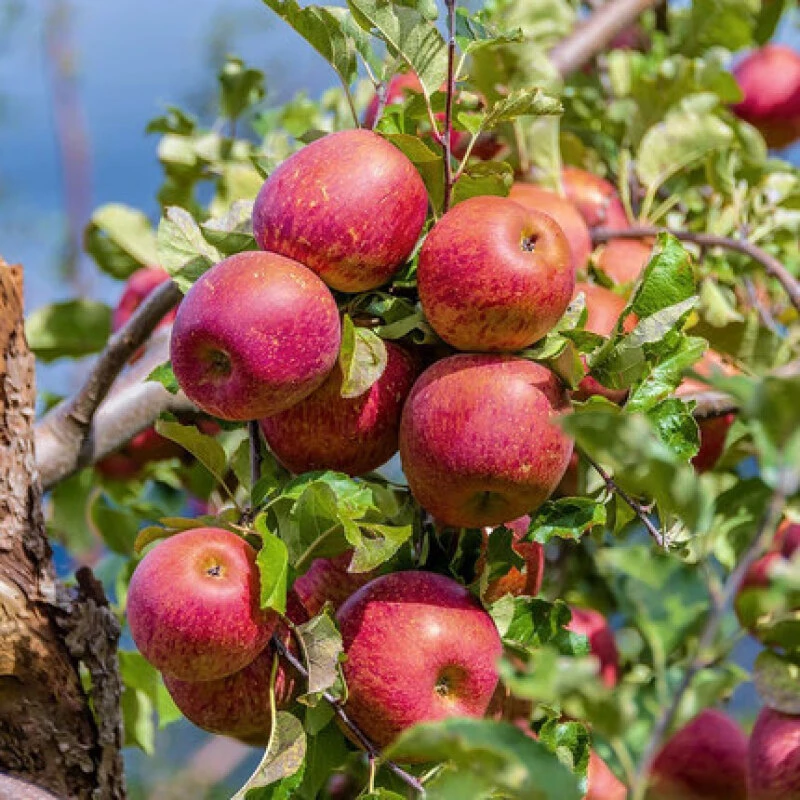 云南昭通丑苹果冰糖心红富士现摘现发果园直发新鲜水果