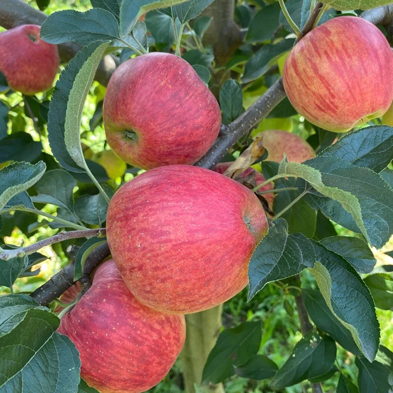 昭通苹果香，高原阳光味，一口脆甜醉，自然馈赠情长在