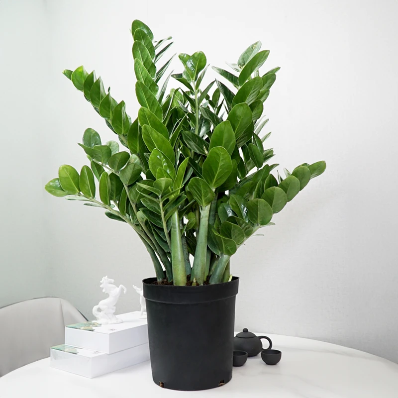 圆叶金钱树花卉绿植盆栽懒人四季常青室内绿植盆景吸甲醛净化空气