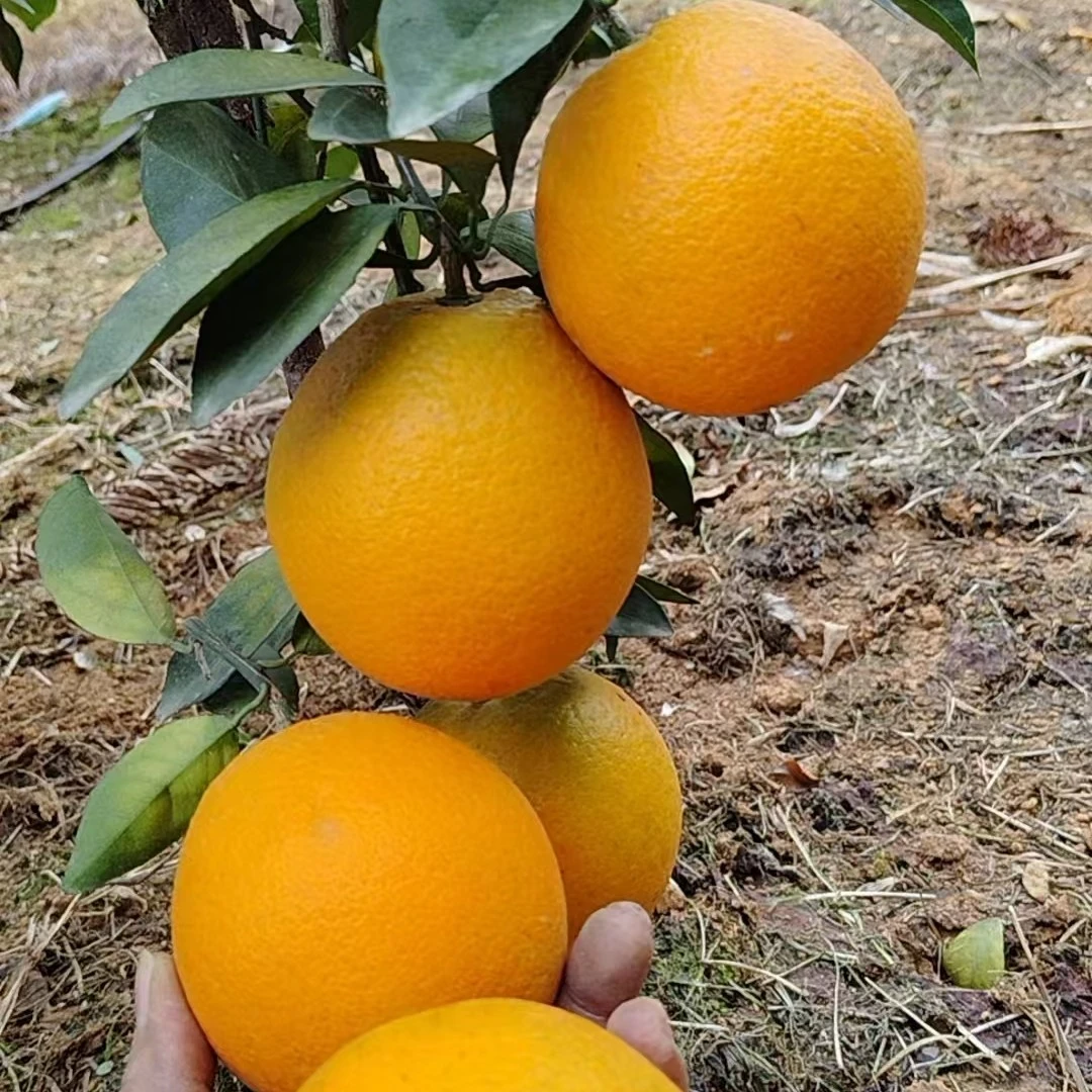 江永正宗高山脐橙，汁水充足，满满的维C