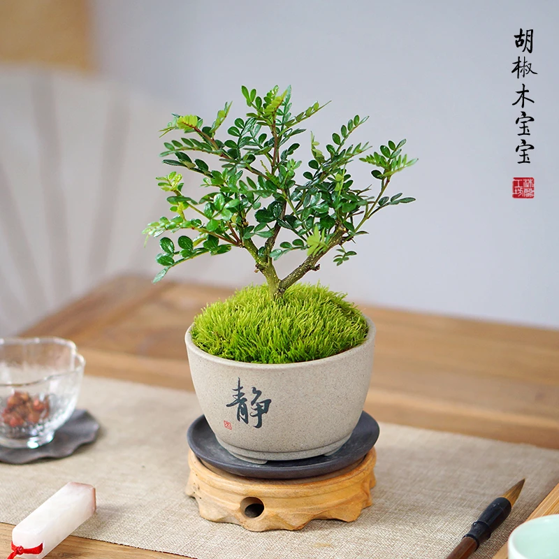 清香木胡椒木桌面小盆栽办公室茶桌迷你室内驱蚊绿植花卉好养盆景