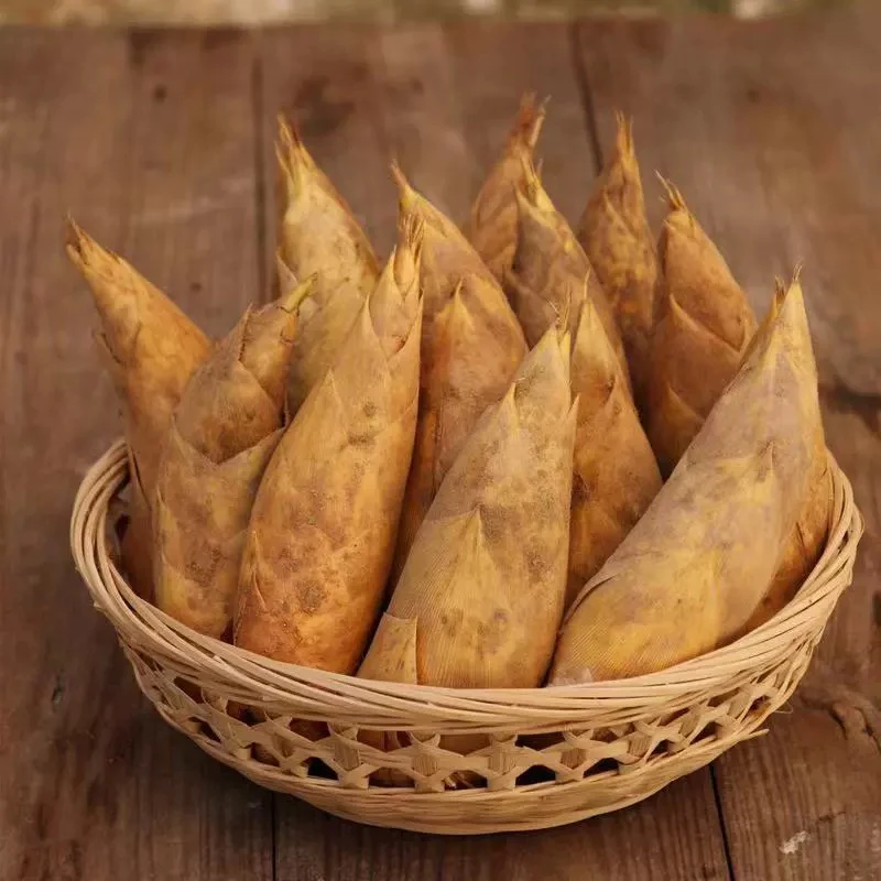 新鲜冬笋3斤现挖现发楠竹笋高山冬笋坏笋包赔