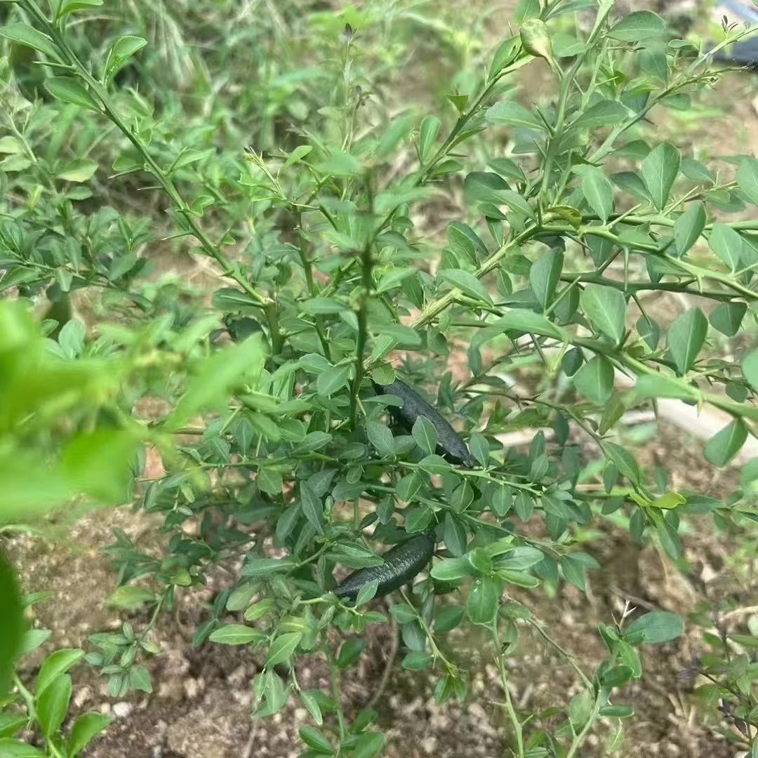 澳洲手指柠檬树苗新品种柠檬苗嫁接指橙当年结果种植盆栽地栽客厅