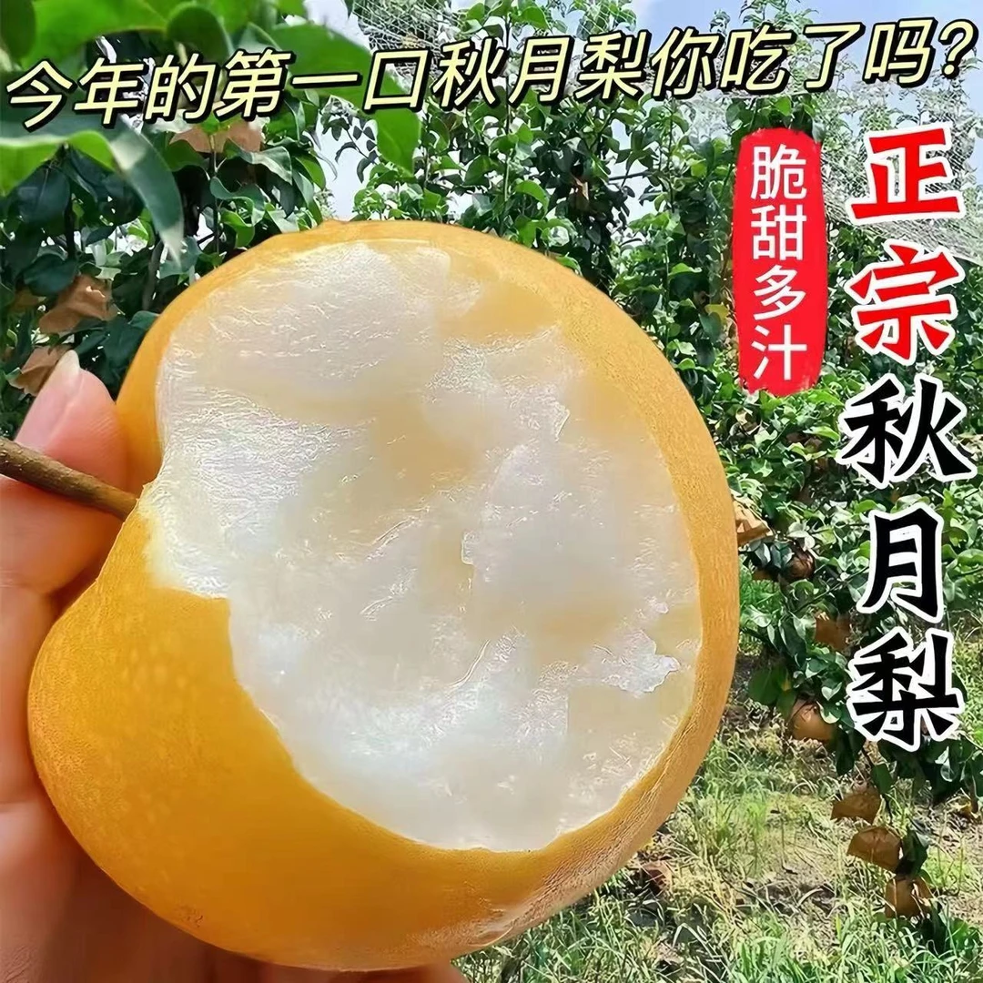 冰糖秋月梨新鲜（买5斤送4斤）正宗山东梨农家爆汁爽口酥脆当天摘