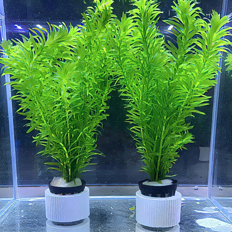 蜈蚣草水草植物鱼缸造景专用新手水草真草中后景淡水好养易活水草