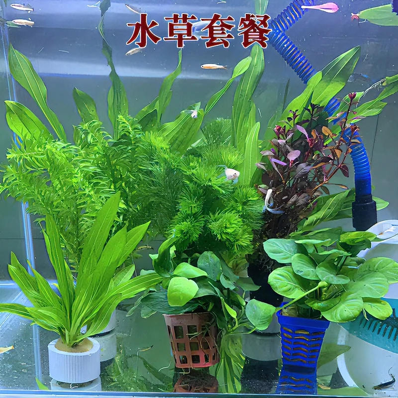 鱼缸造景专用水草活体植物绿菊蜈蚣草九冠水榕草前中后景水草套餐