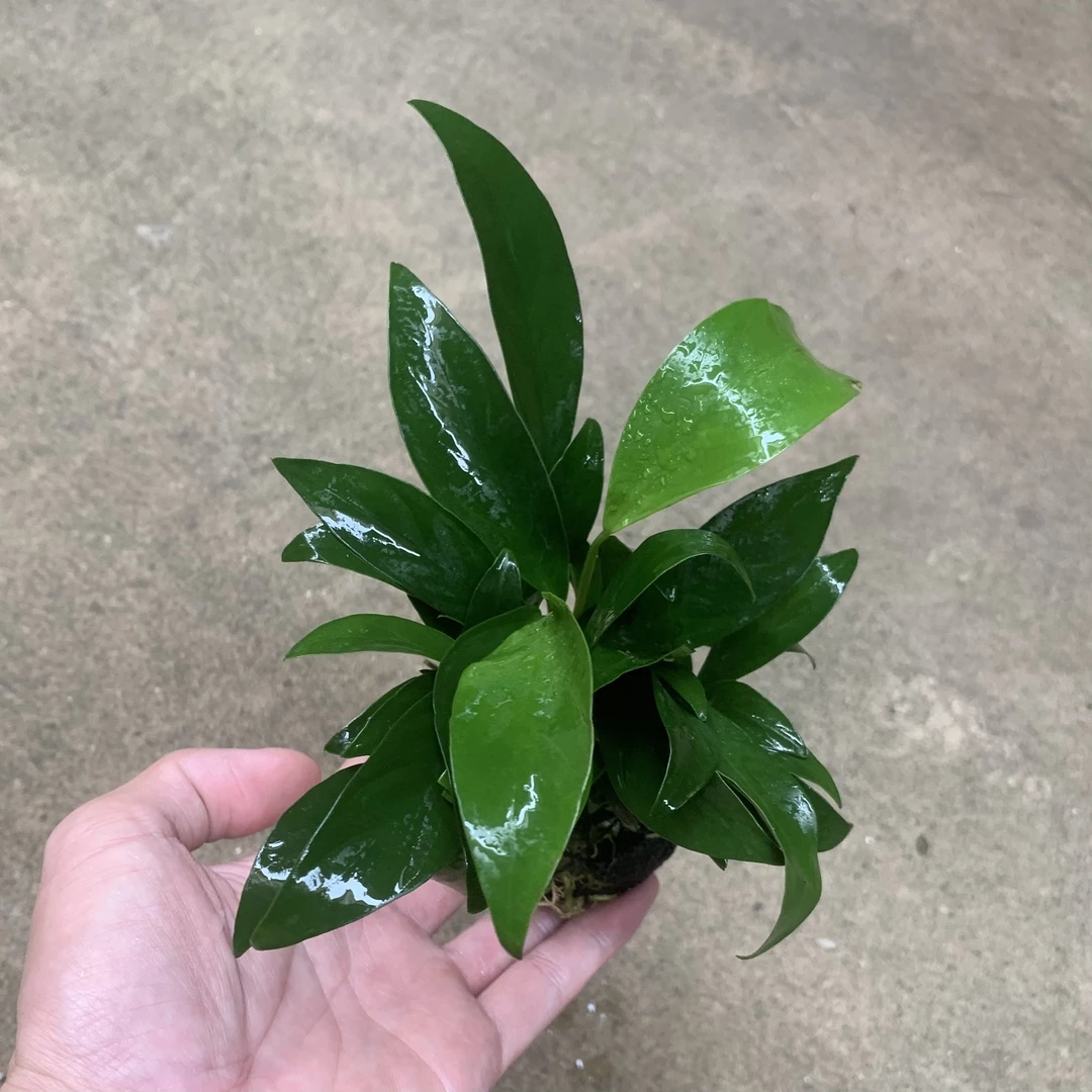 丹麦尖叶榕小巴榕坨草水榕定植水草小坨新手懒人鱼缸造景阴性水草