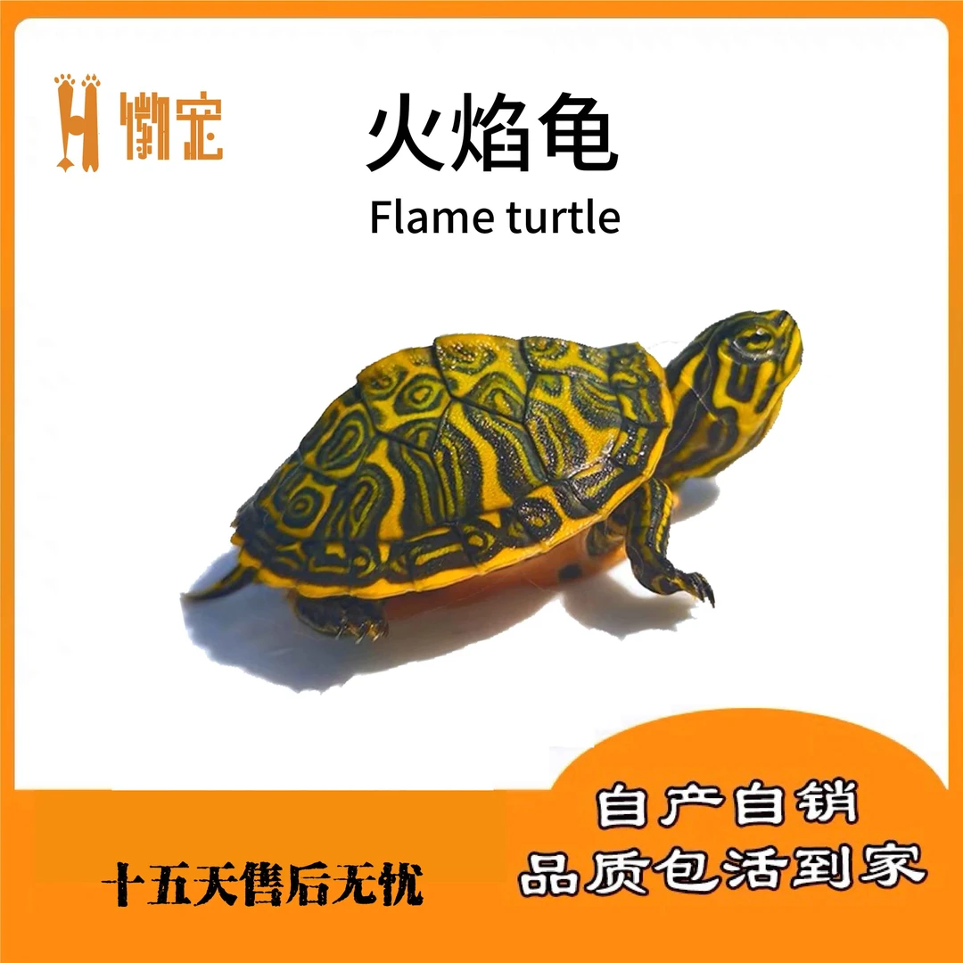 火焰龟深水龟鱼缸混养小乌龟外塘冷水好养