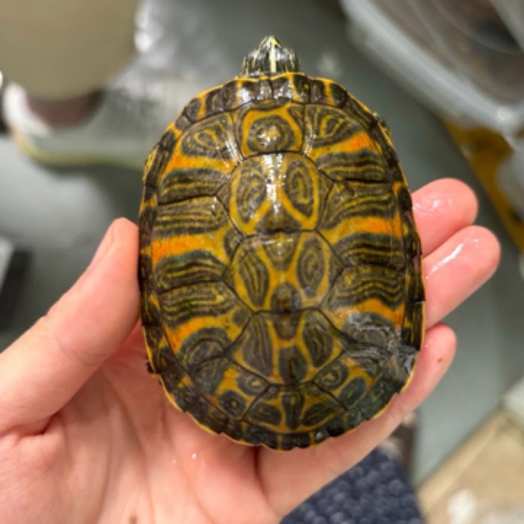 火焰龟 亚成 发色