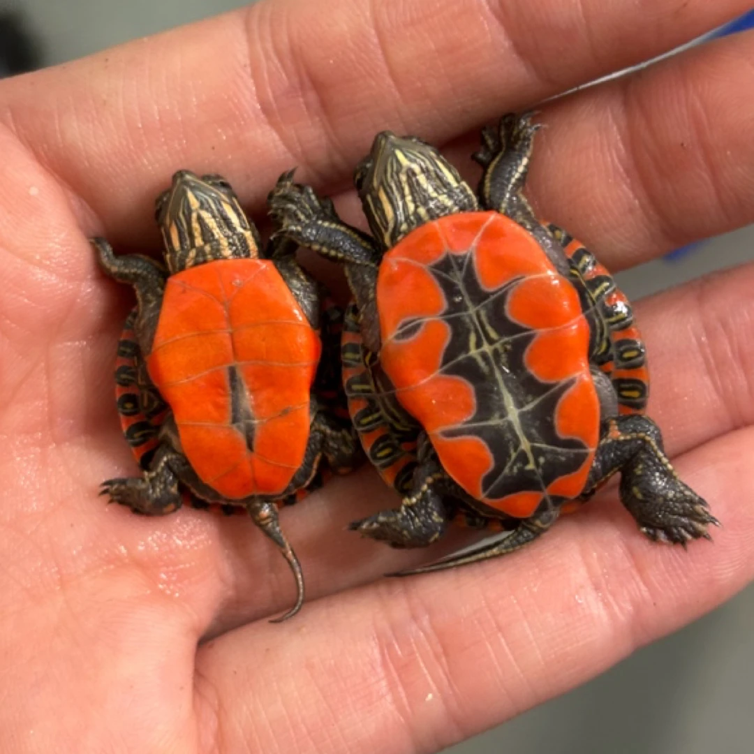 杂锦 红腹 发色 可爱 一只 新奇宠物