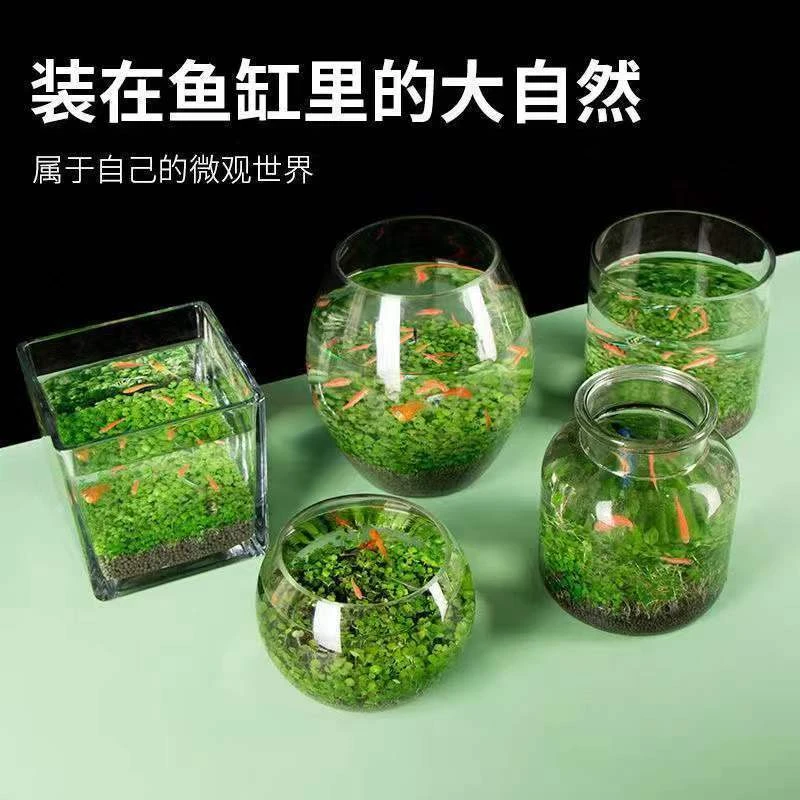 生态玻璃鱼缸小型乌龟缸水草种子籽植物真草造景桌面客厅家用装饰