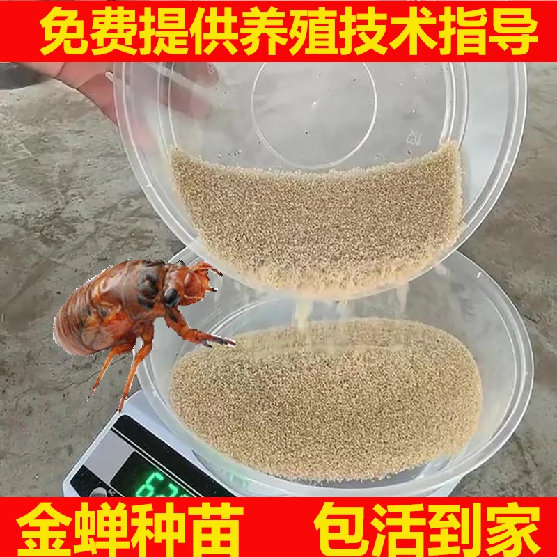 优选知了蝉苗蝉蚁金银蝉人工养殖知了种爬叉营养土卵枝孵化包邮