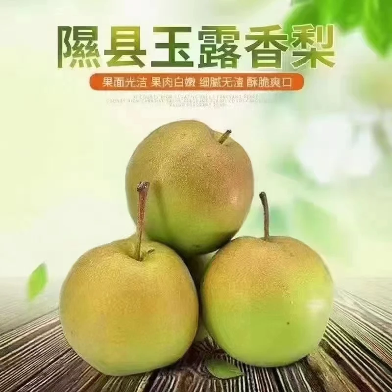 北纬36度隰县玉露香梨[18颗8斤装]