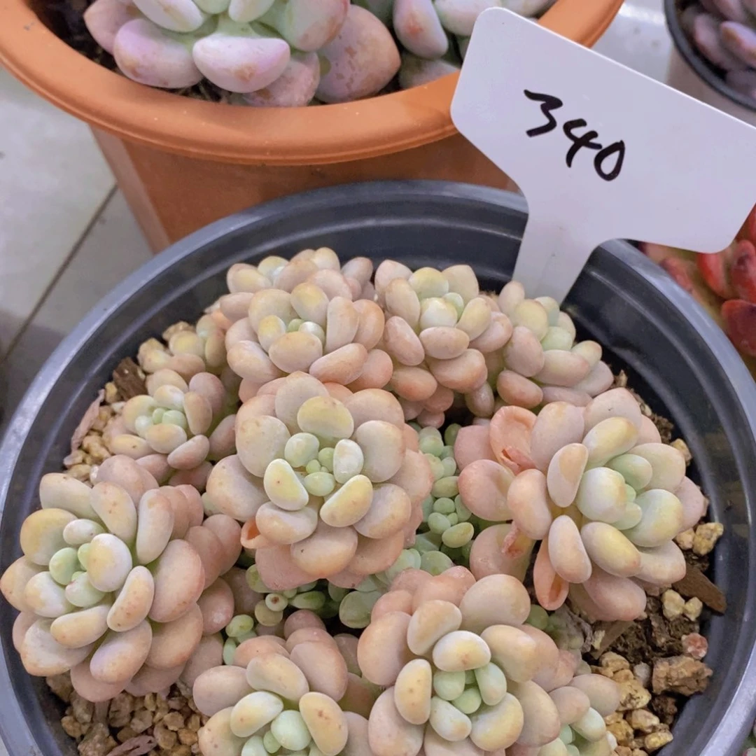 开心多肉植物多肉