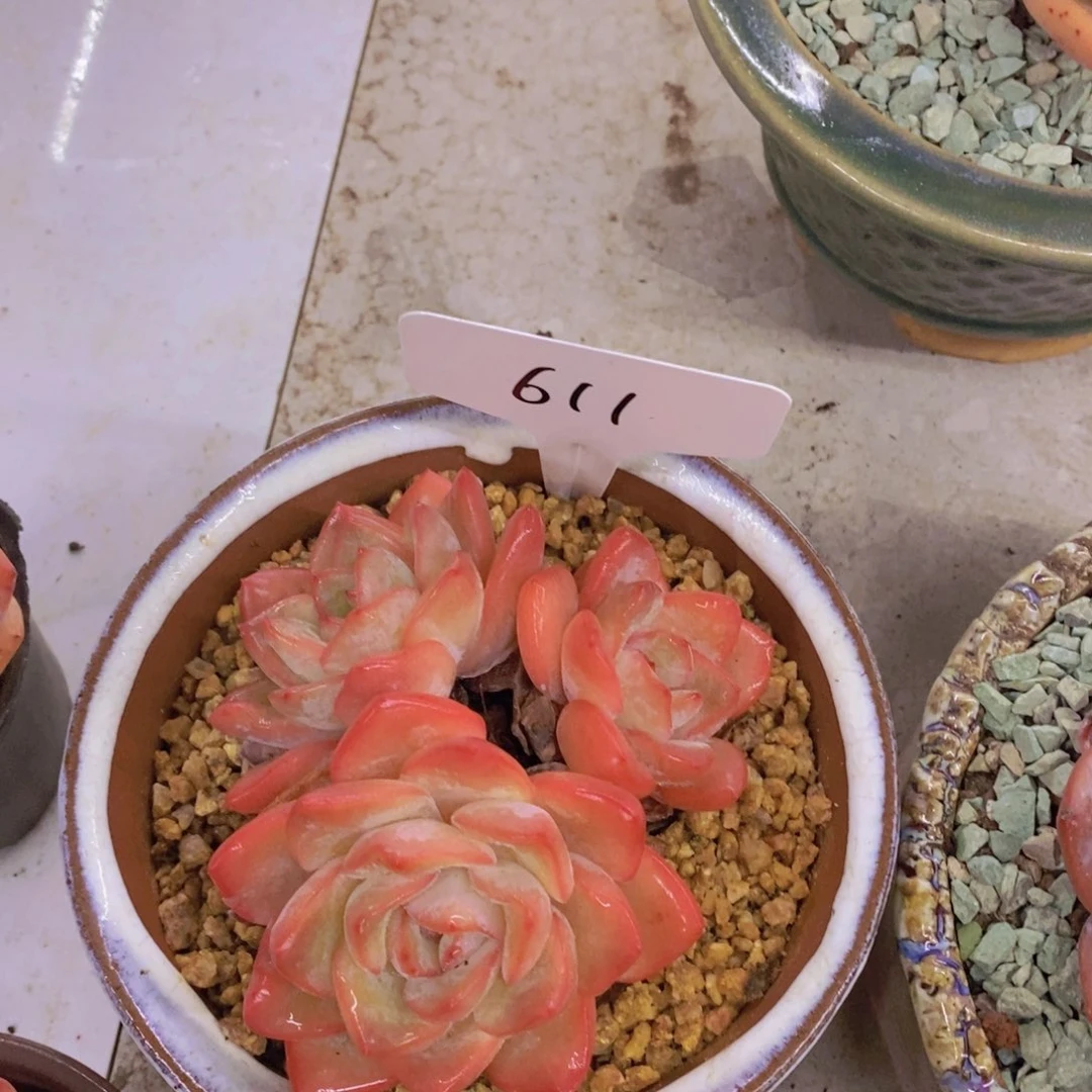 开心多肉植物多肉