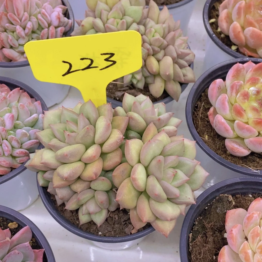 开心多肉植物多肉