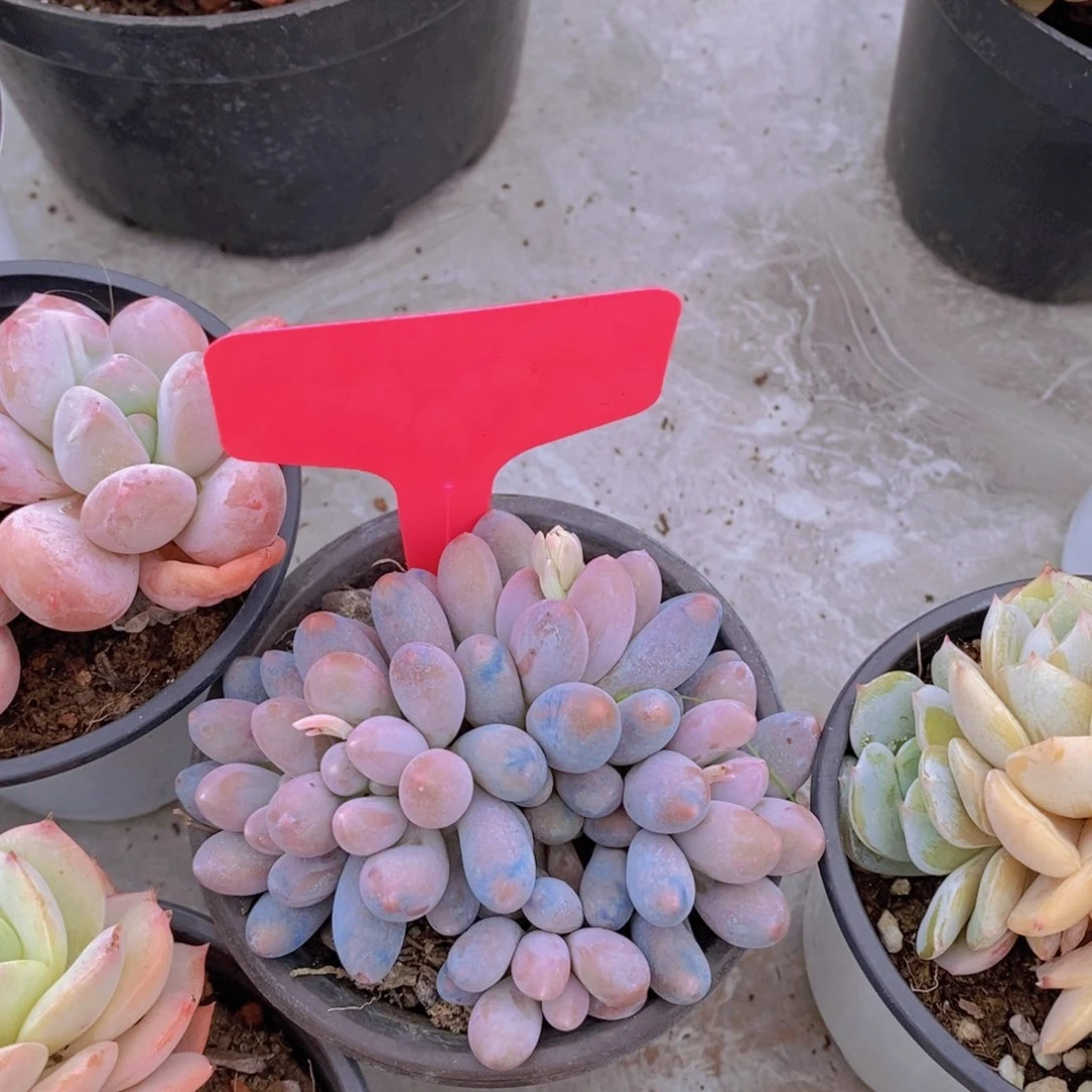 开心多肉植物多肉