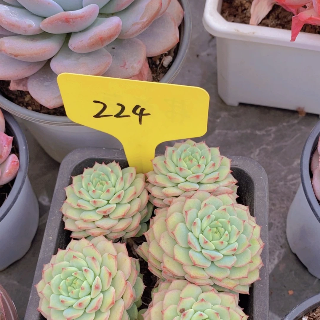 开心多肉植物多肉