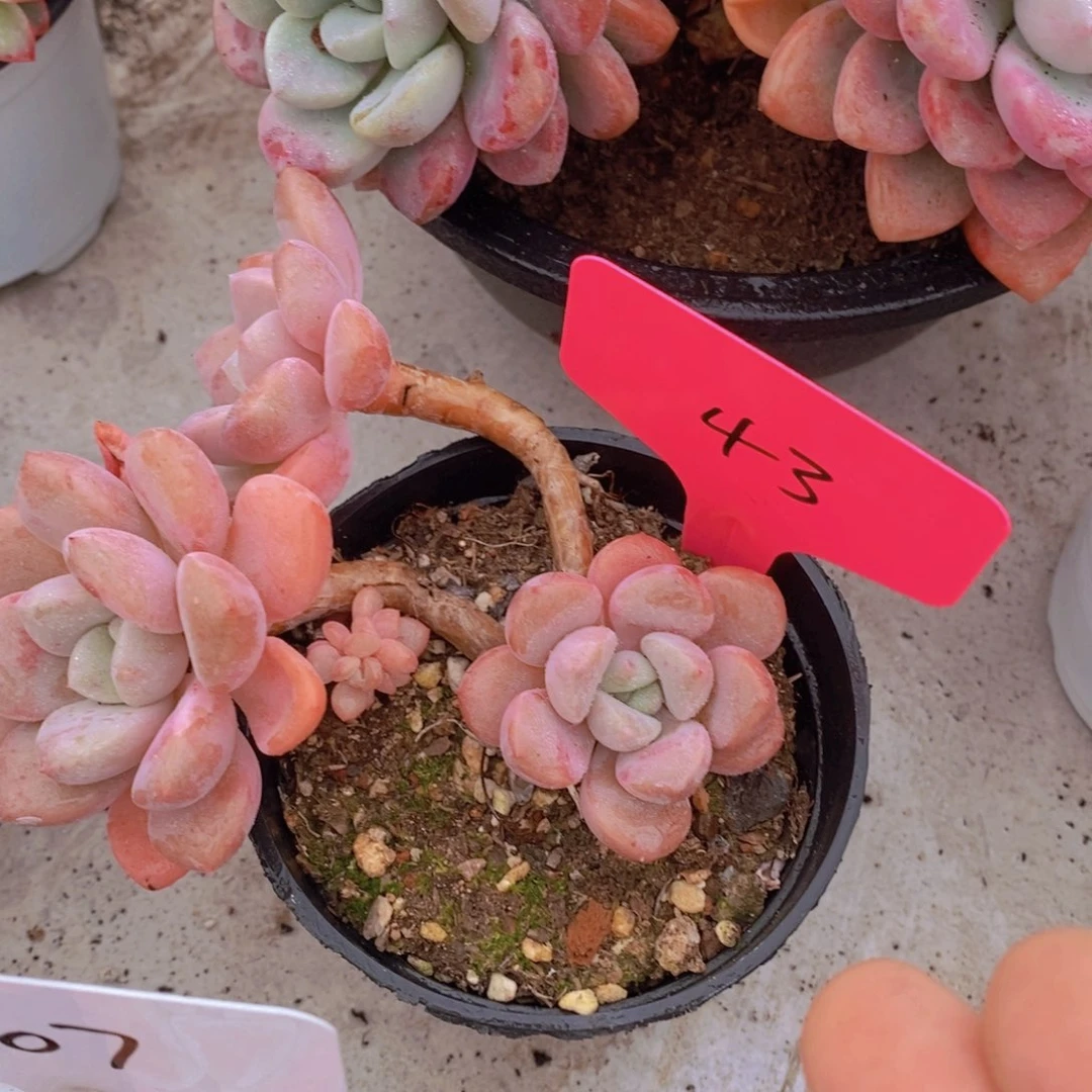 开心多肉植物多肉